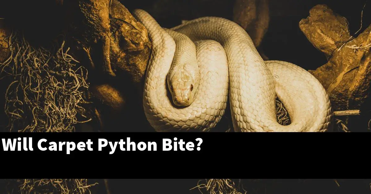 Will Carpet Python Bite?