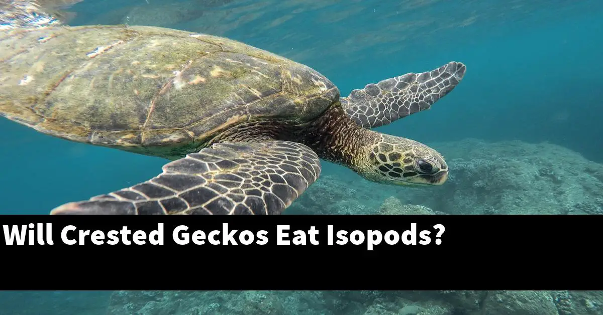 Will Crested Geckos Eat Isopods?