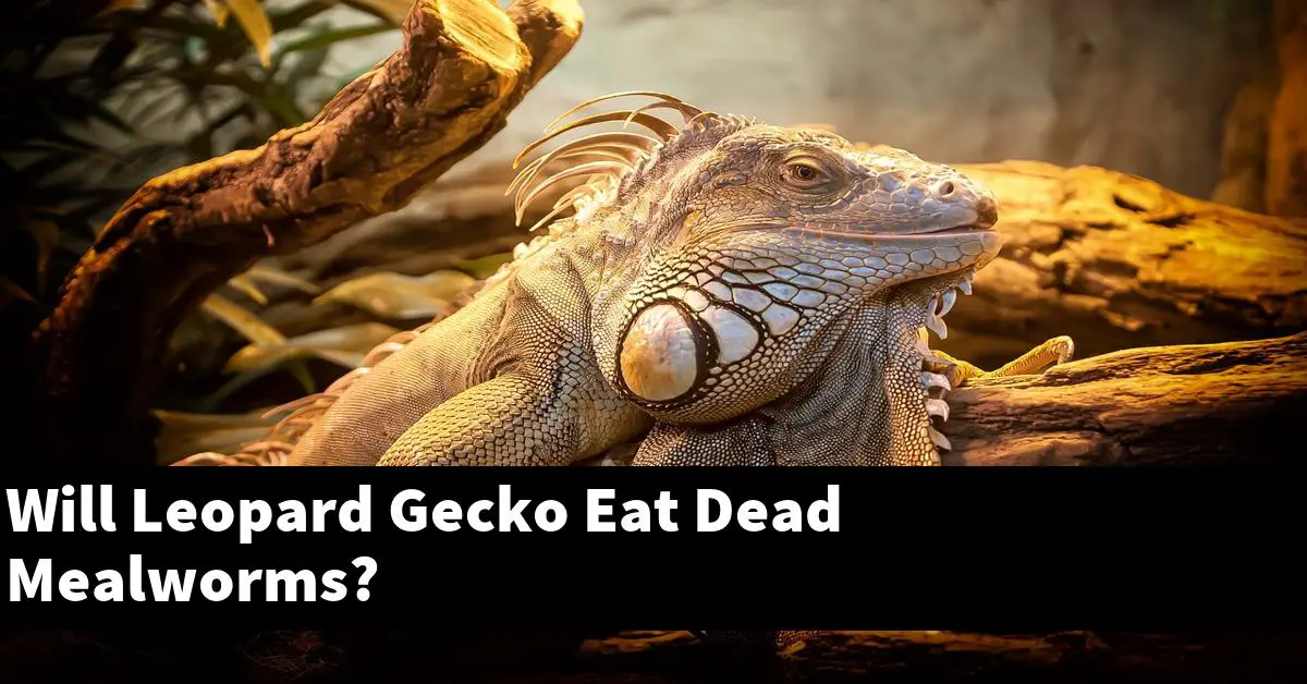 Will Leopard Gecko Eat Dead Mealworms?
