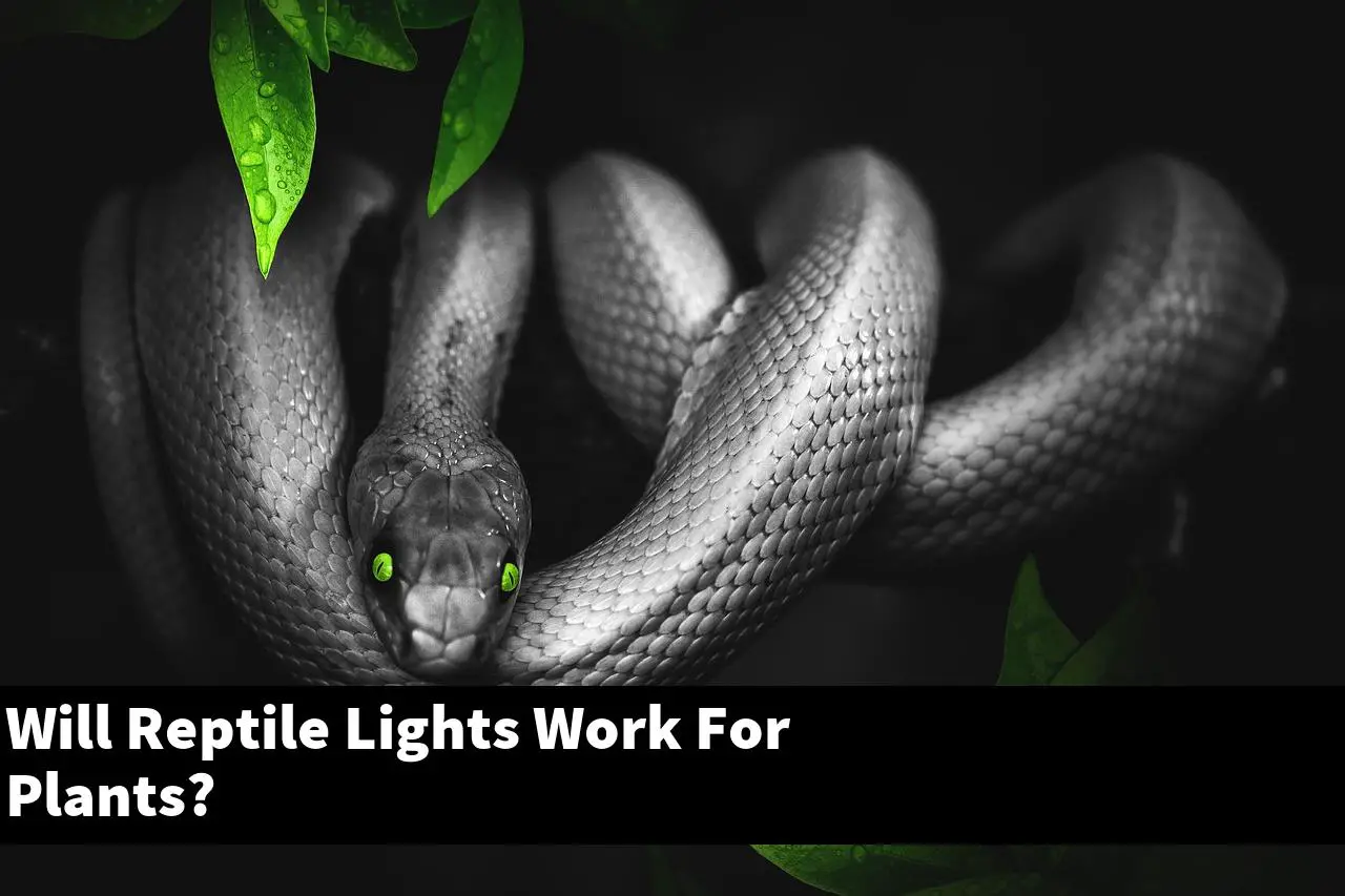 Will Reptile Lights Work For Plants?