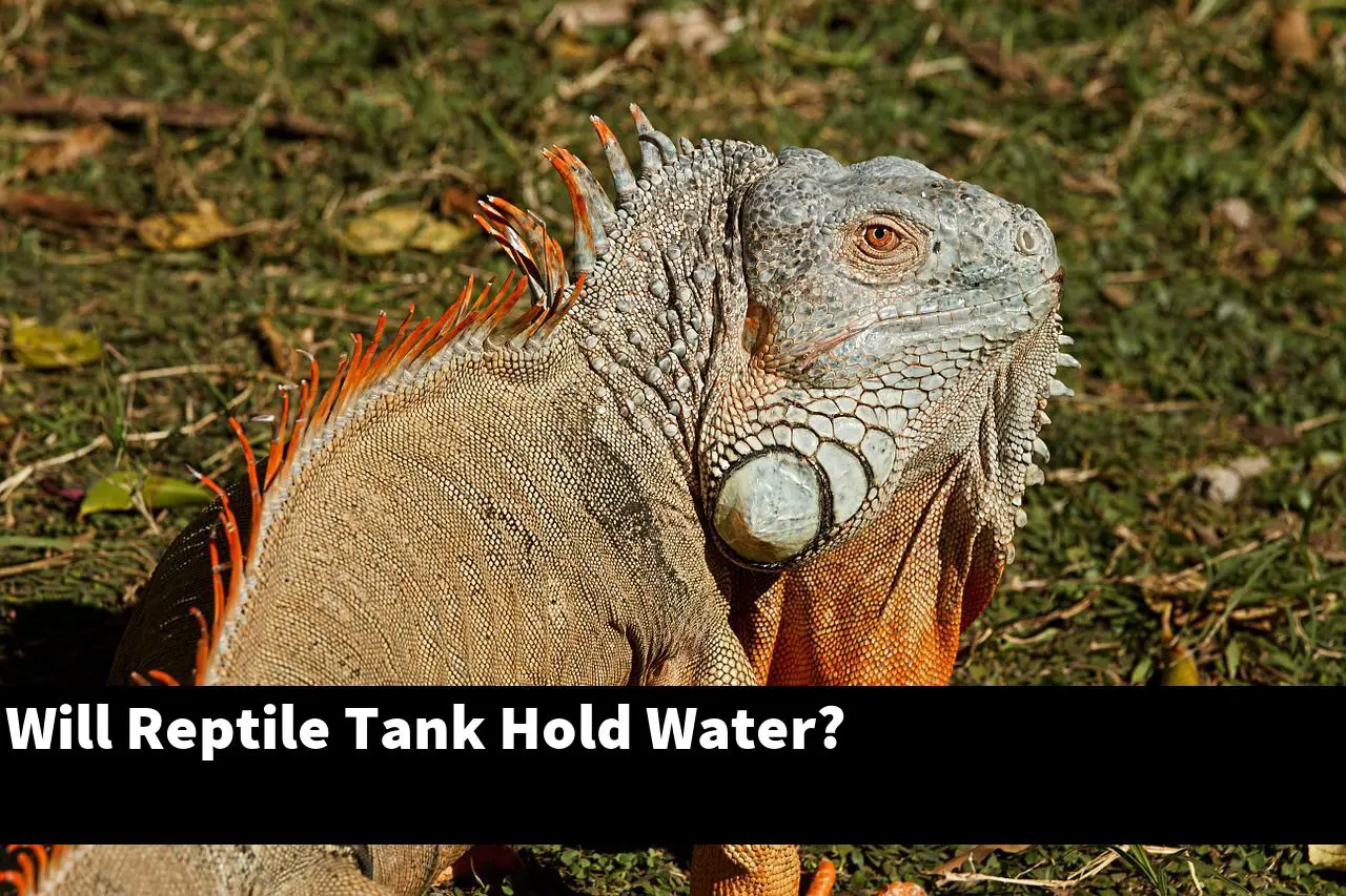 Will Reptile Tank Hold Water?