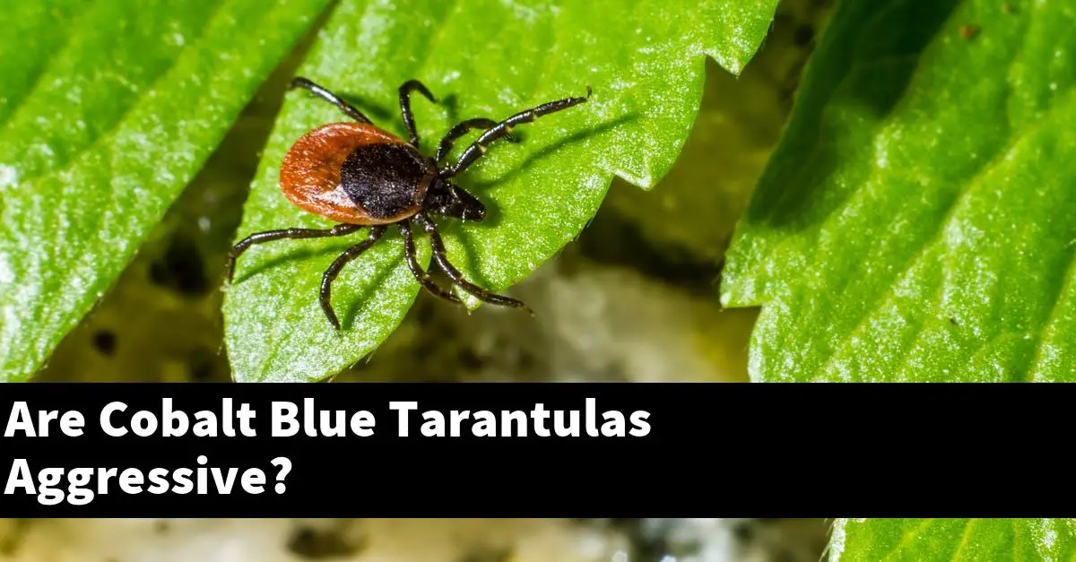 Are Cobalt Blue Tarantulas Aggressive?