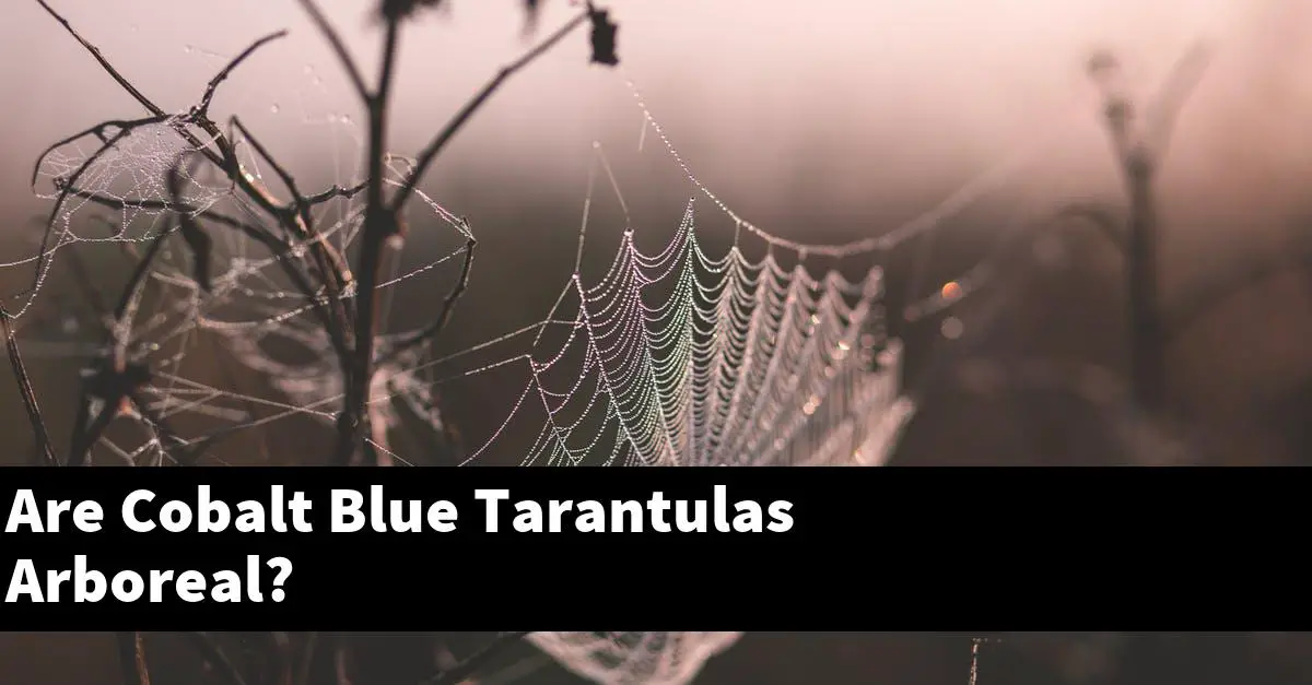 Are Cobalt Blue Tarantulas Arboreal?