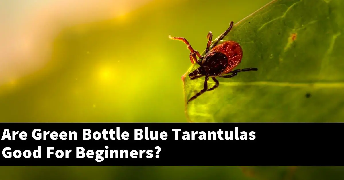 Are Green Bottle Blue Tarantulas Good For Beginners?