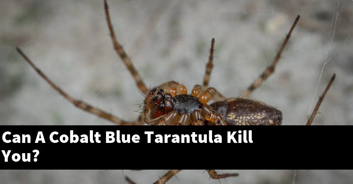 Can A Cobalt Blue Tarantula Kill You?