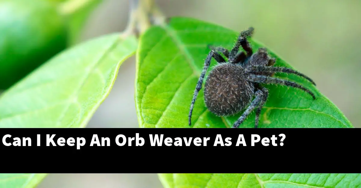 Can I Keep An Orb Weaver As A Pet?