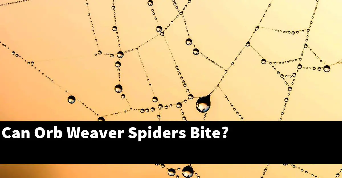 Can Orb Weaver Spiders Bite?