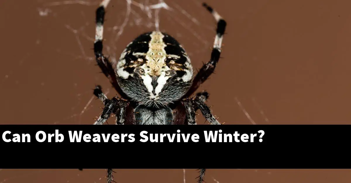 Can Orb Weavers Survive Winter?