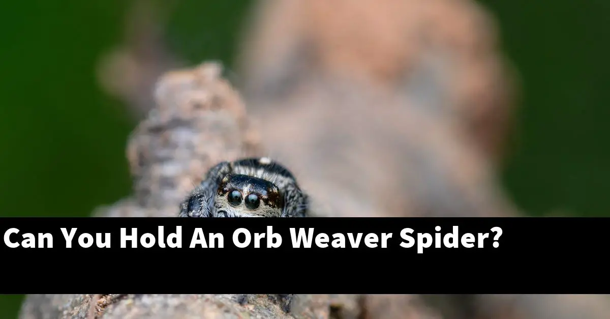 Can You Hold An Orb Weaver Spider?