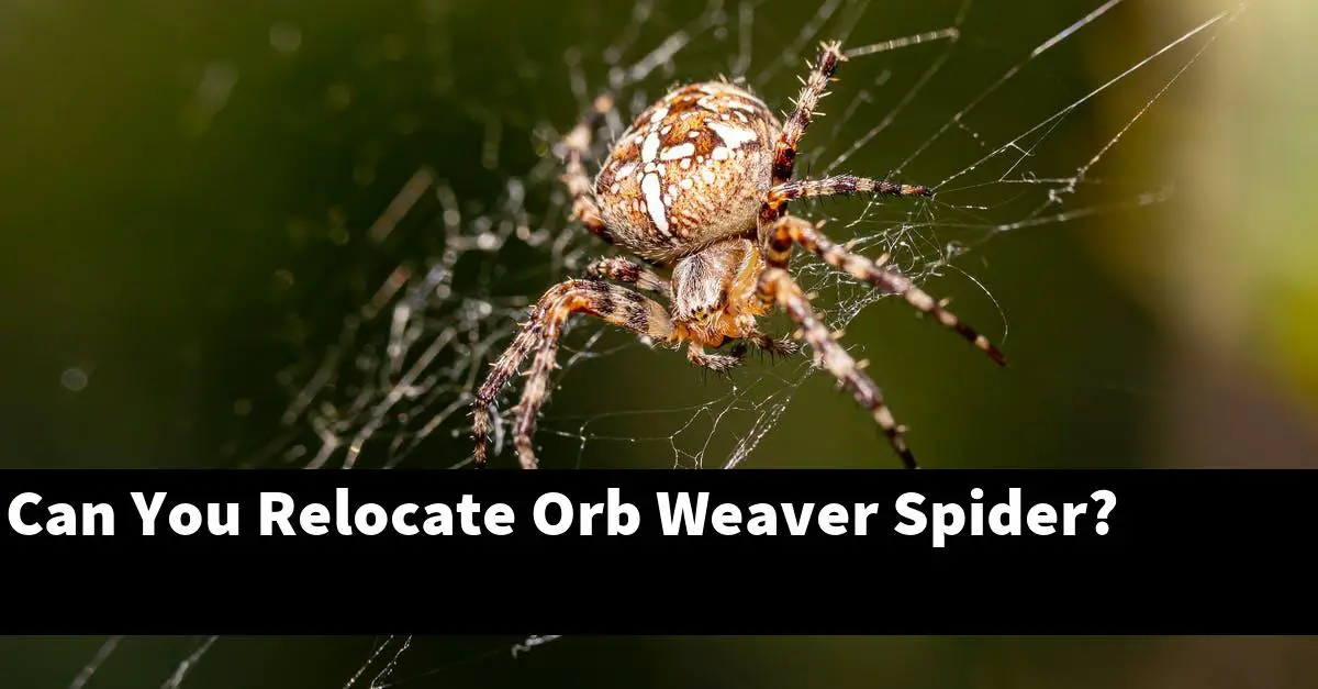 Can You Relocate Orb Weaver Spider?