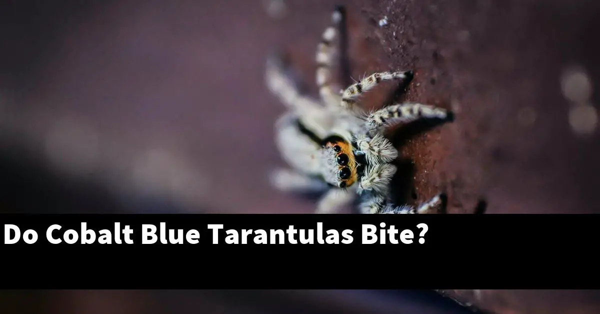 Do Cobalt Blue Tarantulas Bite?