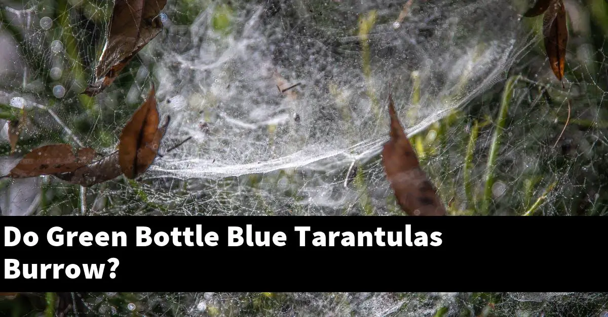 Do Green Bottle Blue Tarantulas Burrow?