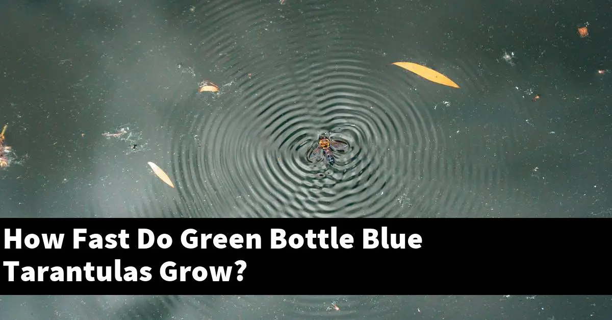 How Fast Do Green Bottle Blue Tarantulas Grow?
